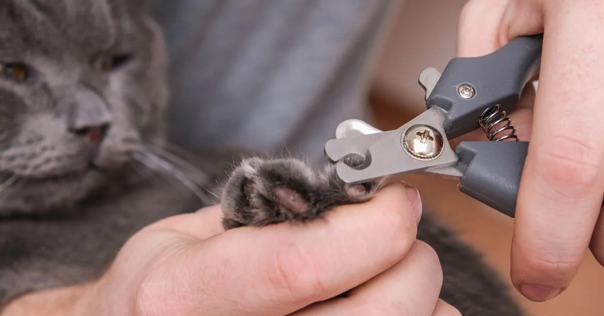 How to Safely Trim Your Cat's Claws
